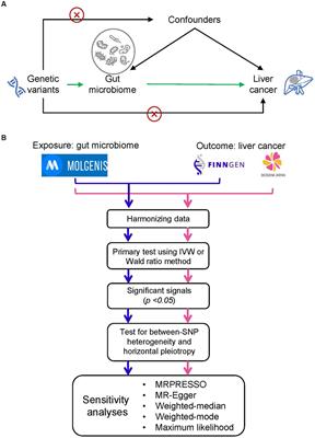 Dissecting the association between gut microbiota and liver cancer in European and East Asian populations using Mendelian randomization analysis